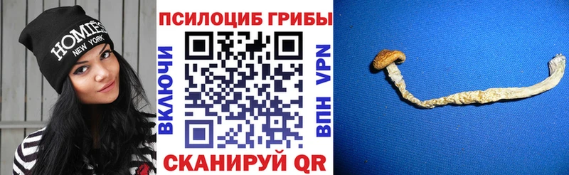 кракен онион  Горячий Ключ  Псилоцибиновые грибы Cubensis 