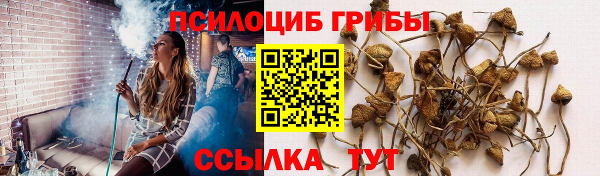 Псилоцибиновые грибы Psilocybine cubensis Горячий Ключ